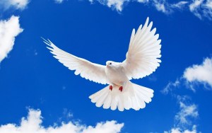 peace_white_dove_flying_in_blue_sky